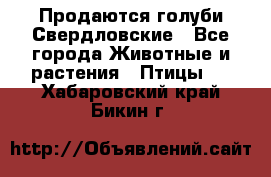 Продаются голуби Свердловские - Все города Животные и растения » Птицы   . Хабаровский край,Бикин г.